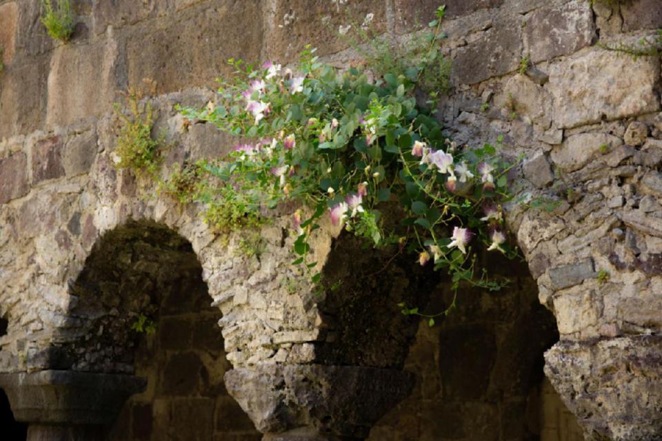 Kapernbl&uuml;ten