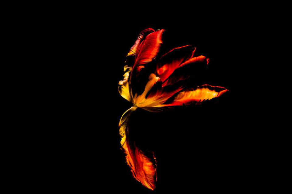 Tulpe